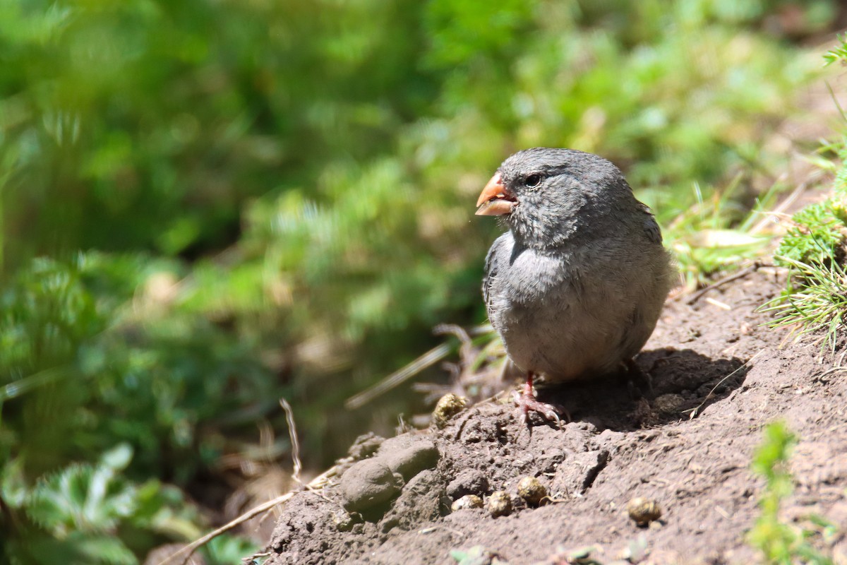 Plain-colored Seedeater - ML589328721