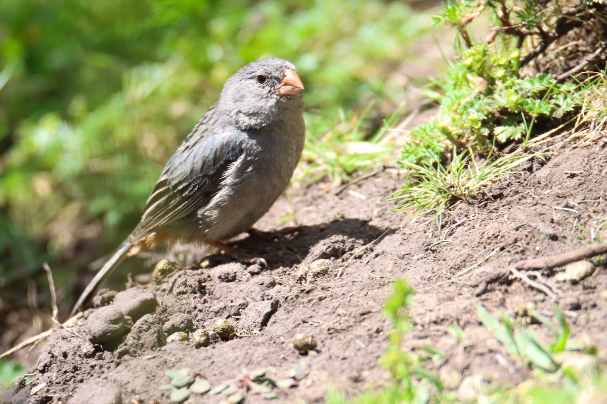 Plain-colored Seedeater - ML589328731