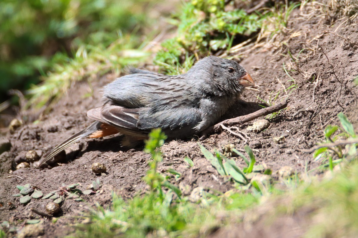 Plain-colored Seedeater - ML589328751