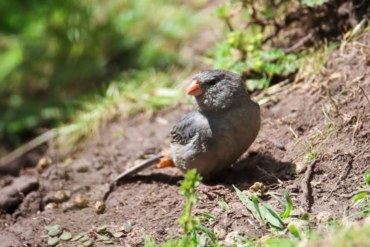 Plain-colored Seedeater - ML589328761