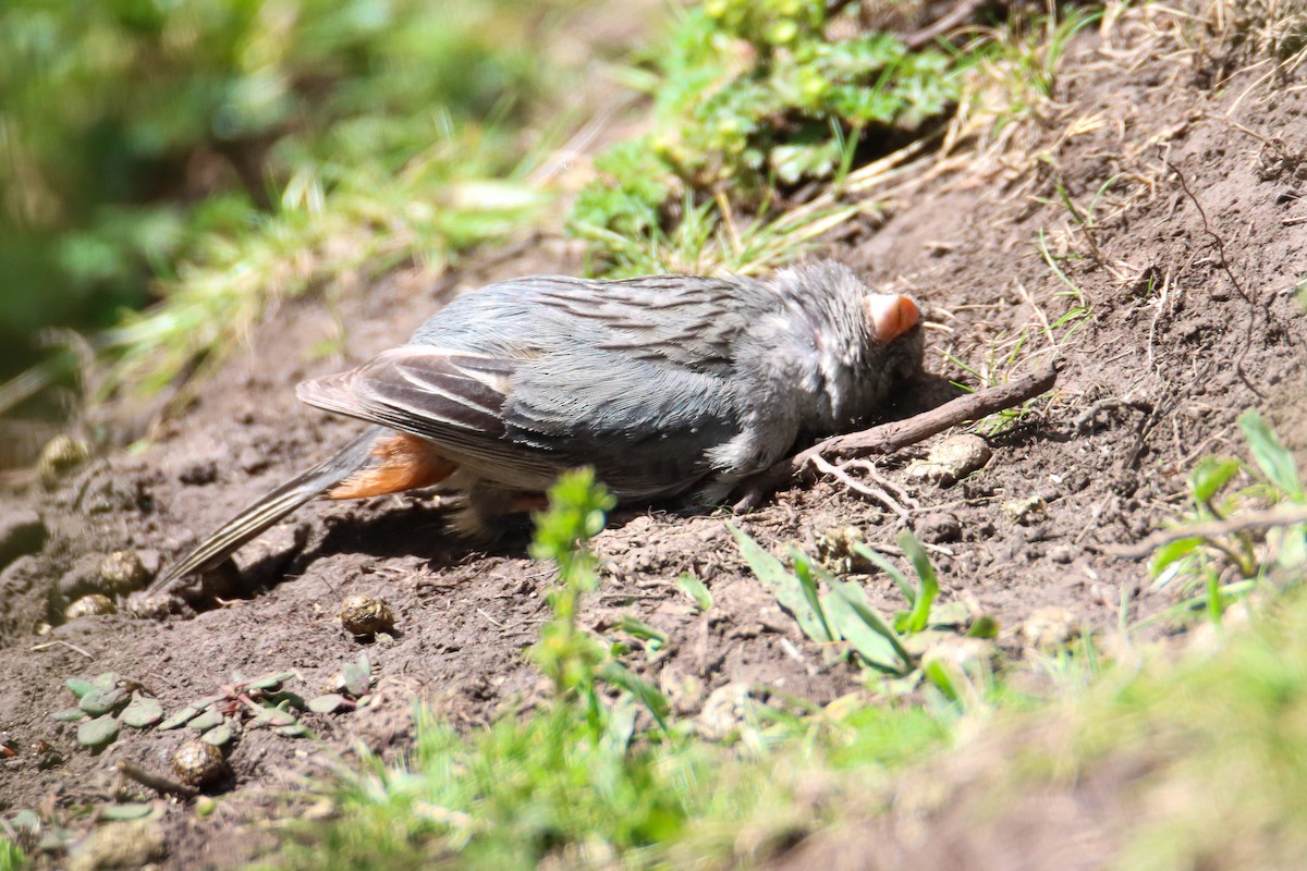 Plain-colored Seedeater - ML589328771