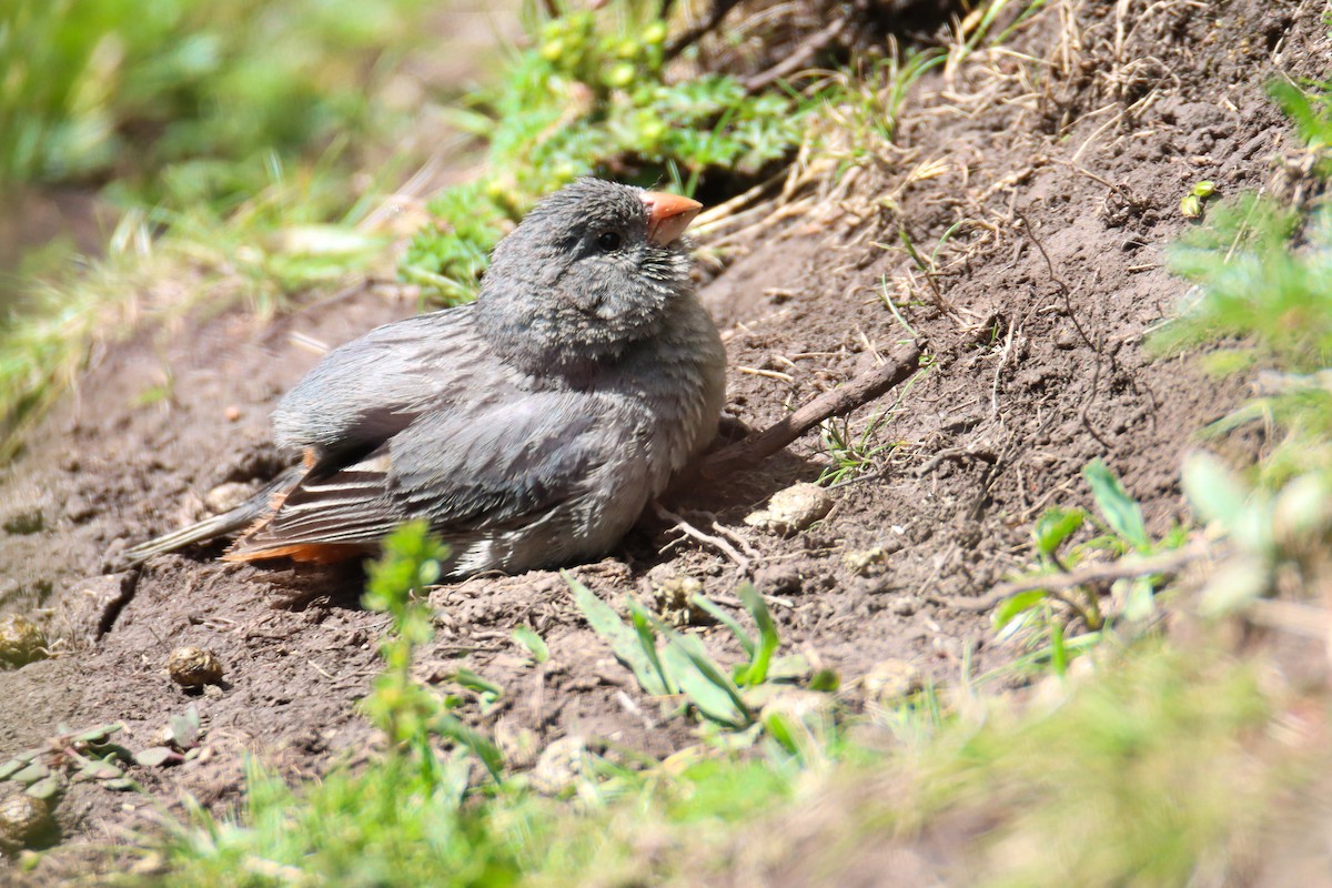 Plain-colored Seedeater - ML589328781