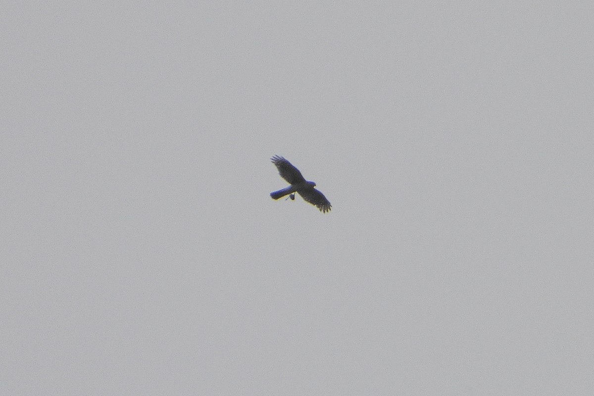 Eurasian Sparrowhawk - ML589328981