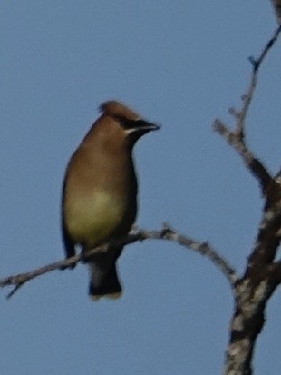 Cedar Waxwing - ML589329581