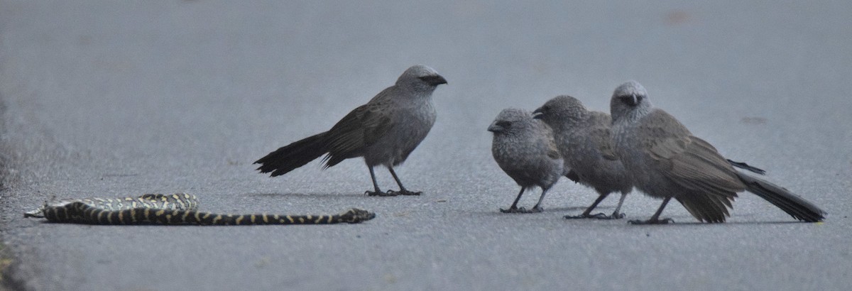 Apostlebird - Chris Wills