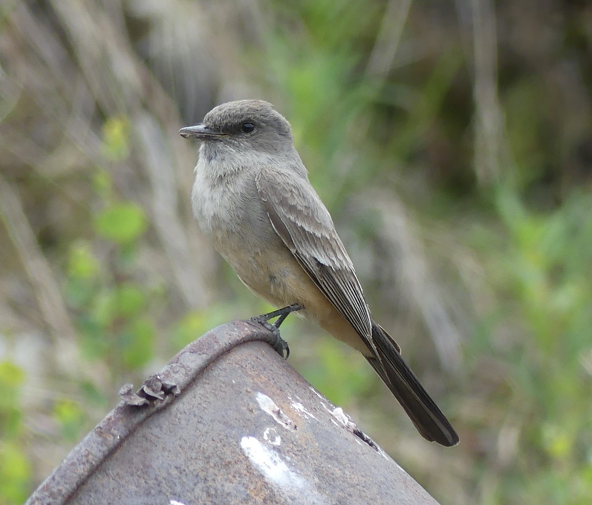 Say's Phoebe - ML589329861