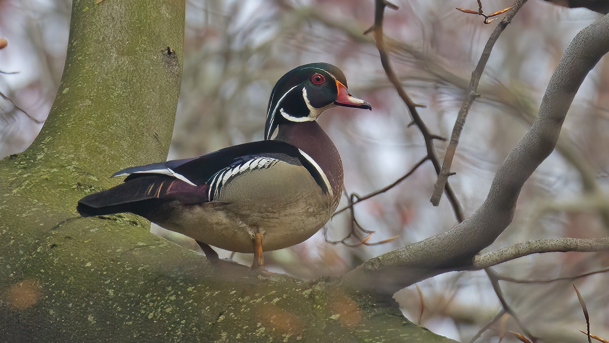 Wood Duck - ML589329931