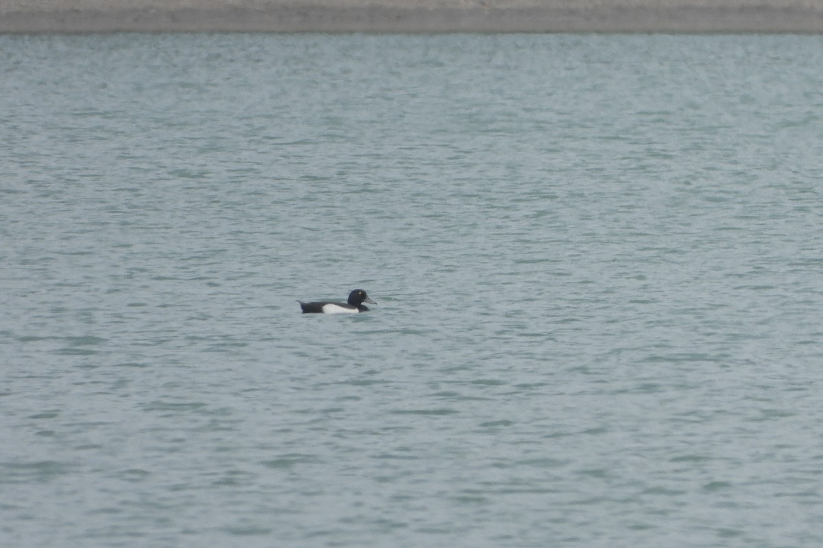 Tufted Duck - ML589330071