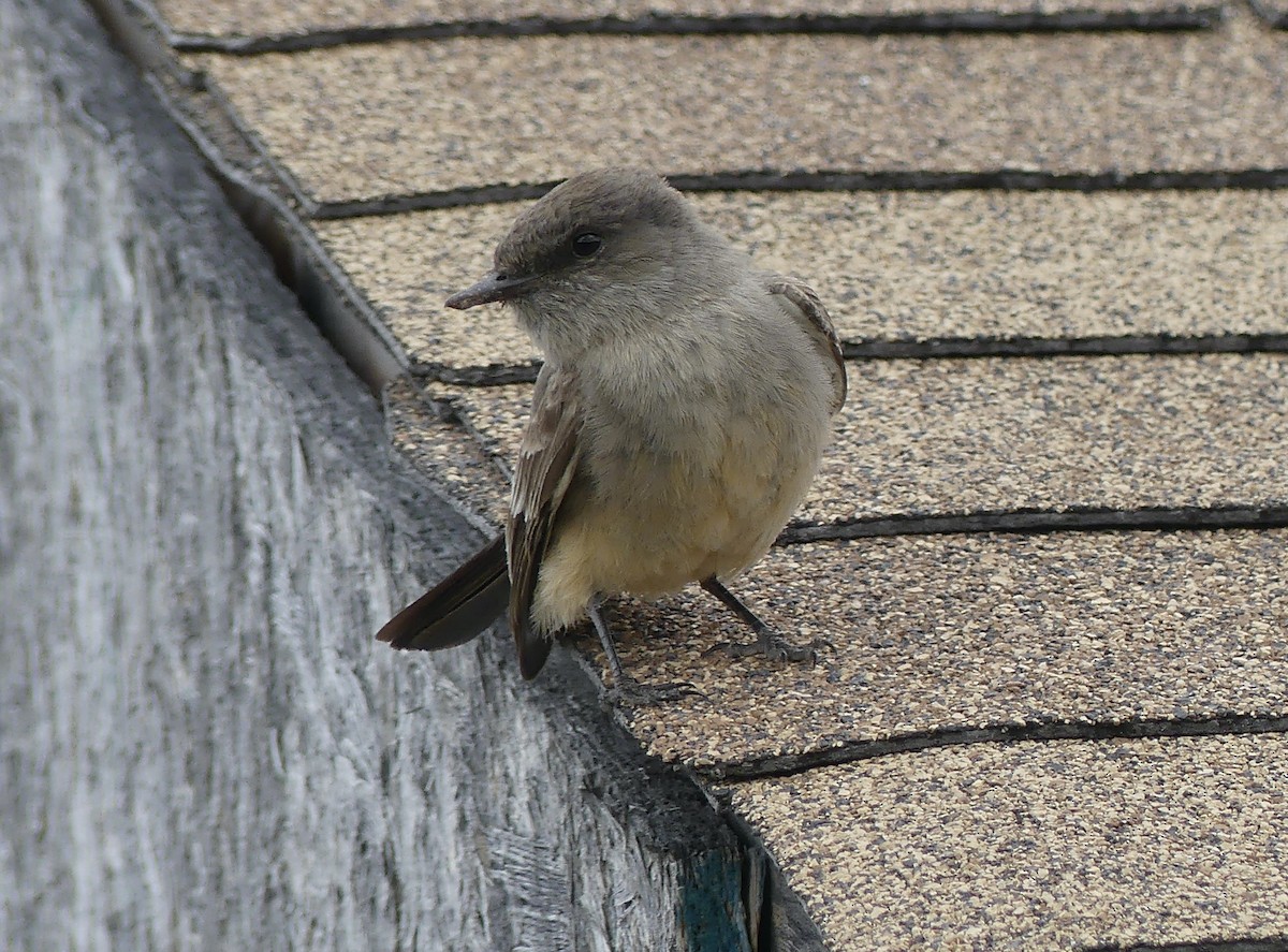 Say's Phoebe - ML589330641