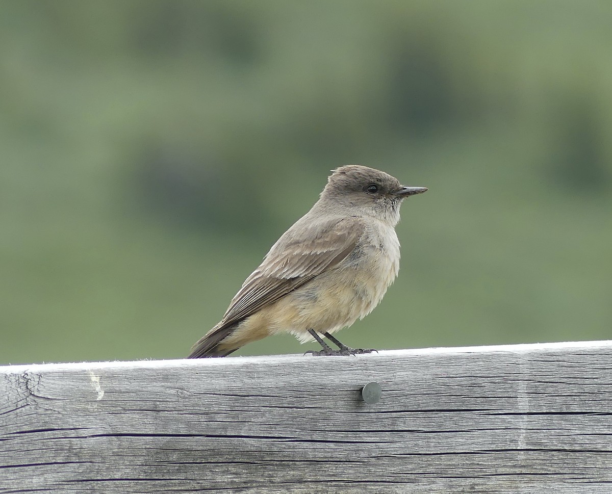 Say's Phoebe - ML589330661