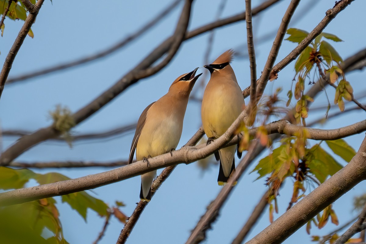 Cedar Waxwing - ML589330781