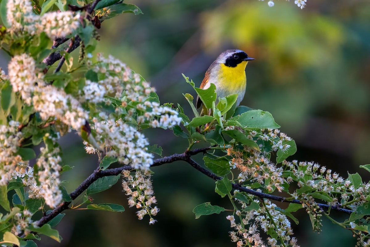 Common Yellowthroat - ML589330821