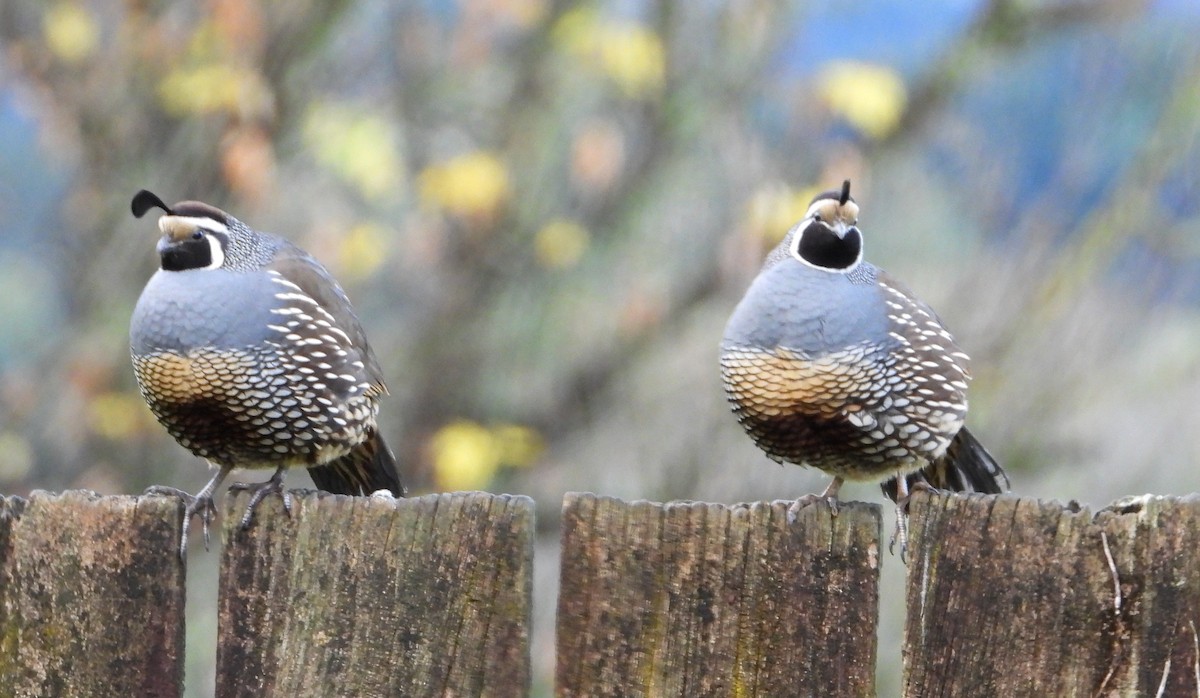 California Quail - ML589330851