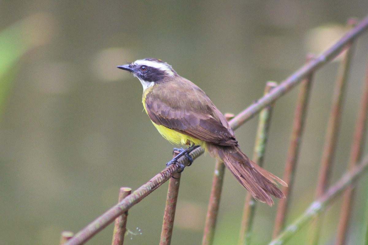 Rusty-margined Flycatcher - Estevan Rubio