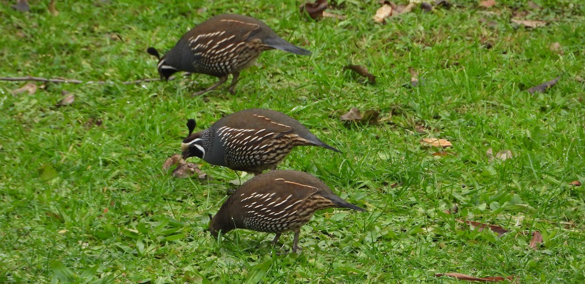 California Quail - ML589331921