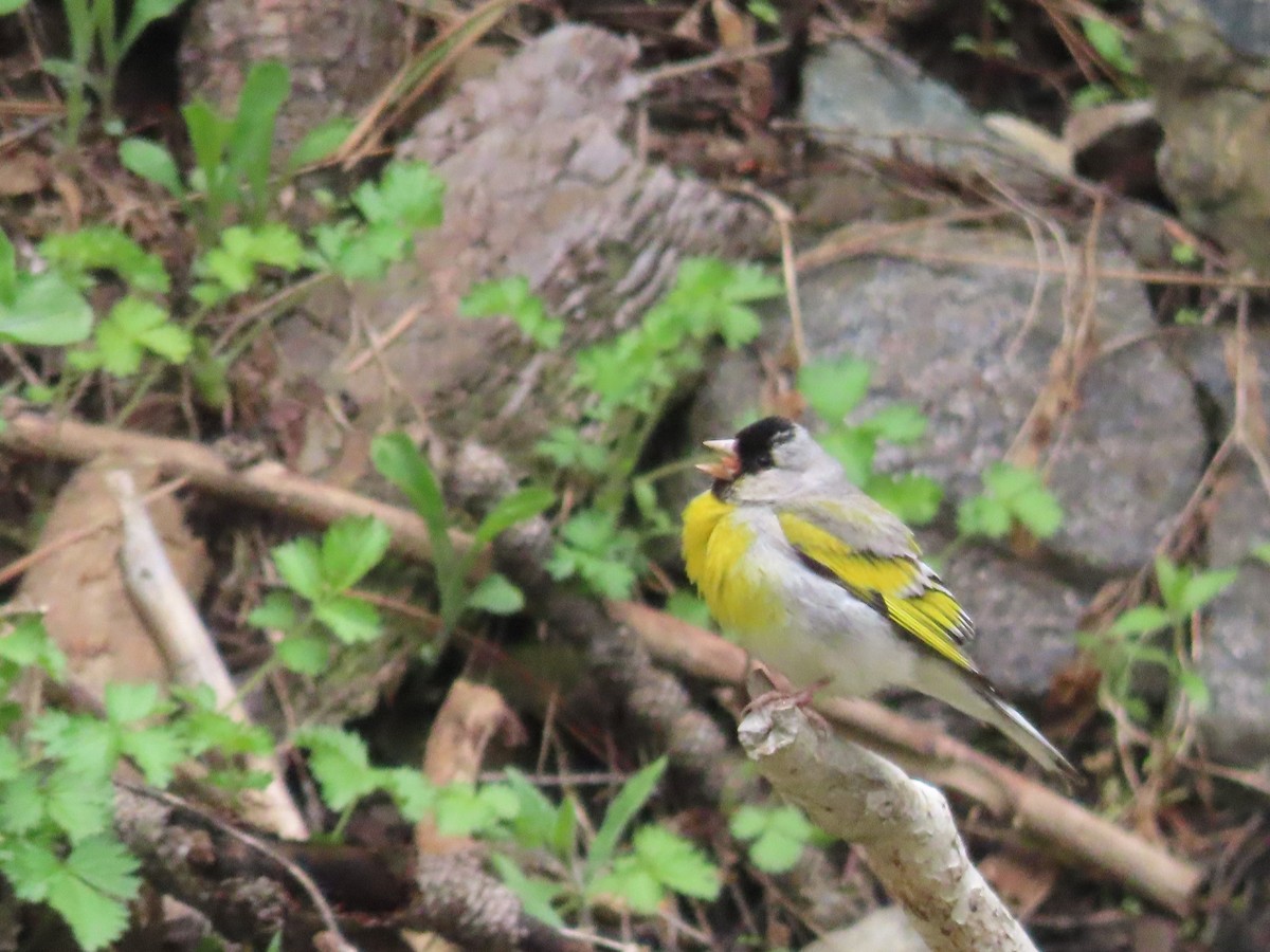 Lawrence's Goldfinch - Tina Tan