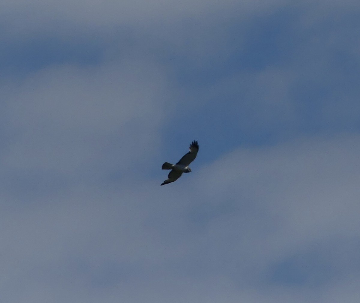 Northern Harrier - ML589332111