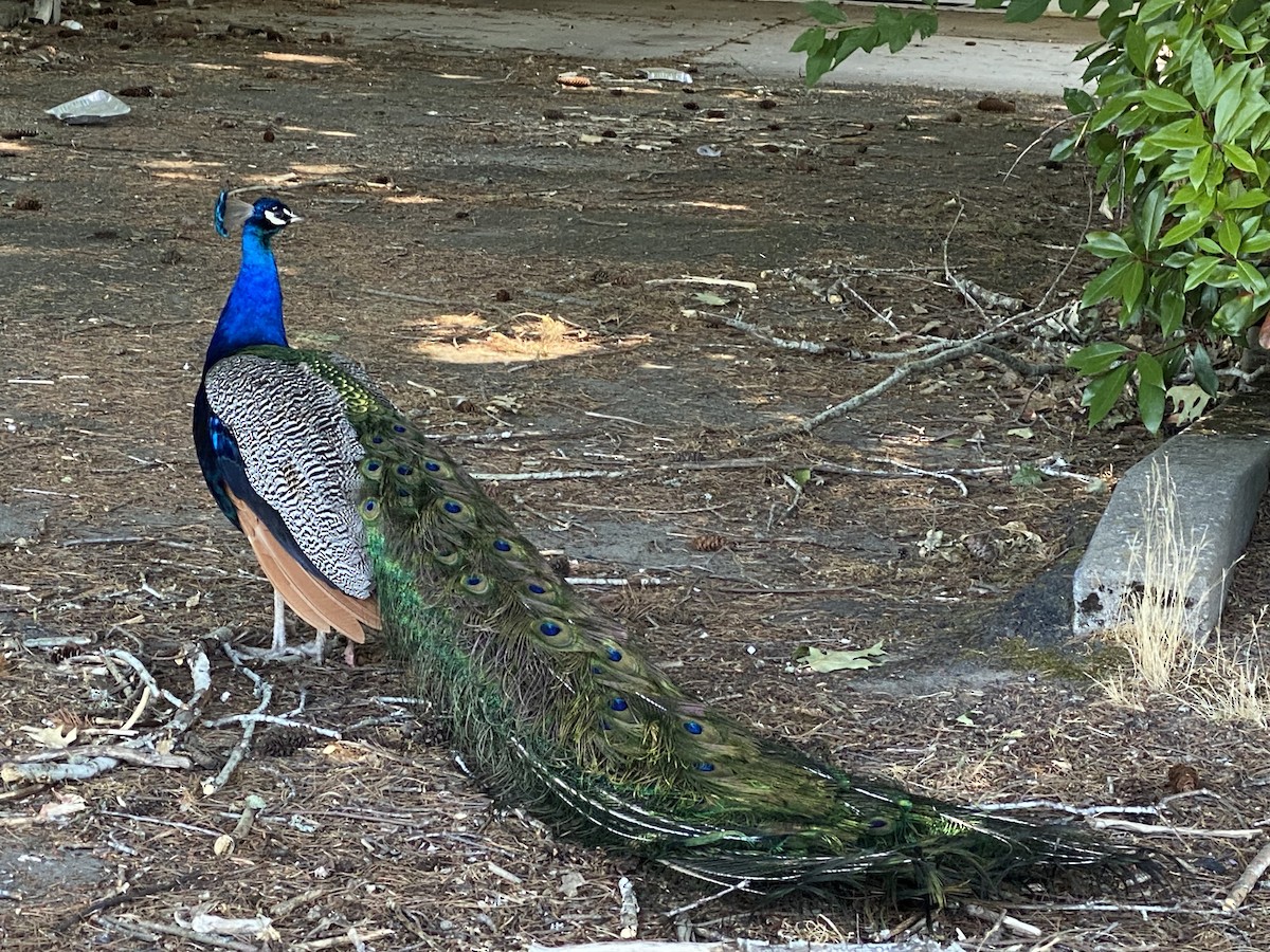 Indian Peafowl - ML589332291