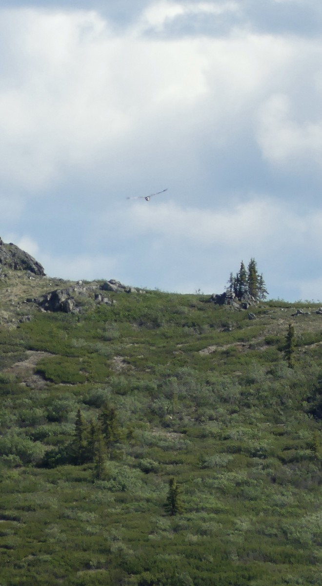 Northern Harrier - ML589332341