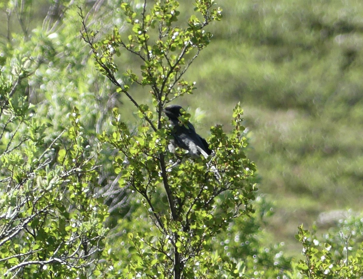 Canada Jay - ML589332381