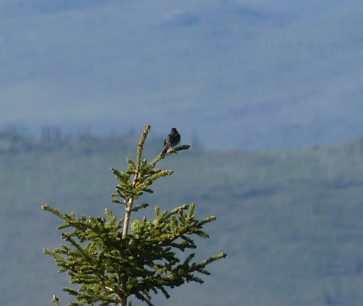 American Tree Sparrow - ML589332701