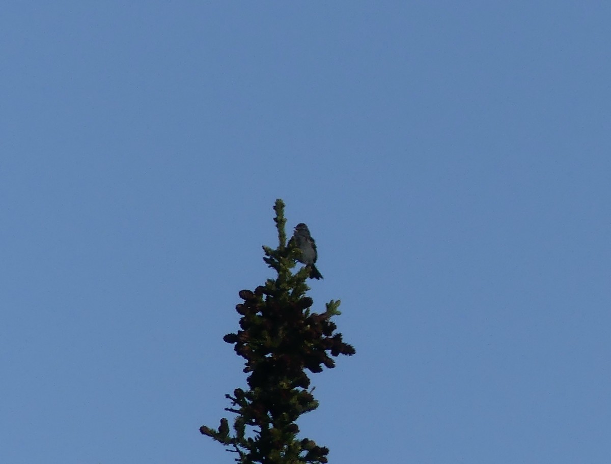 American Tree Sparrow - ML589332741