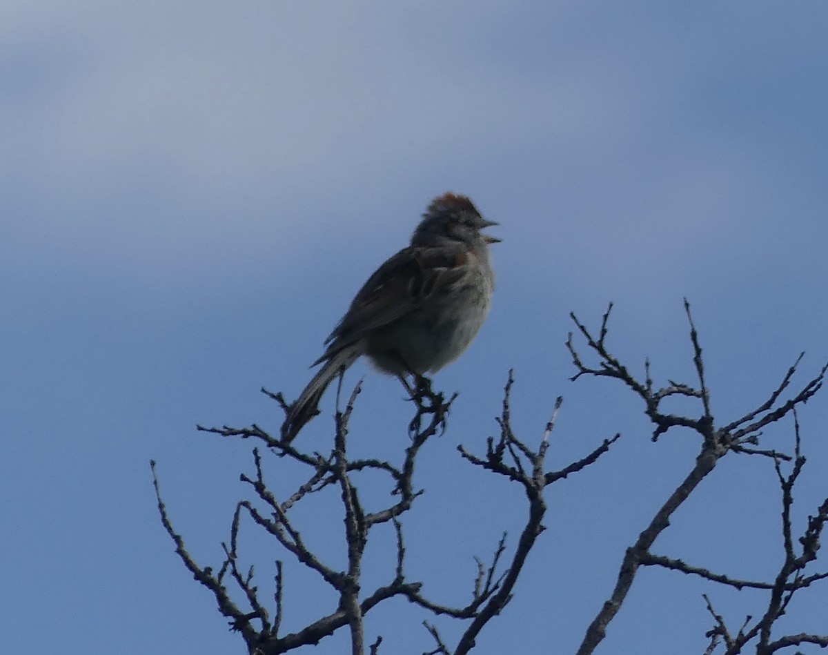 American Tree Sparrow - ML589332811
