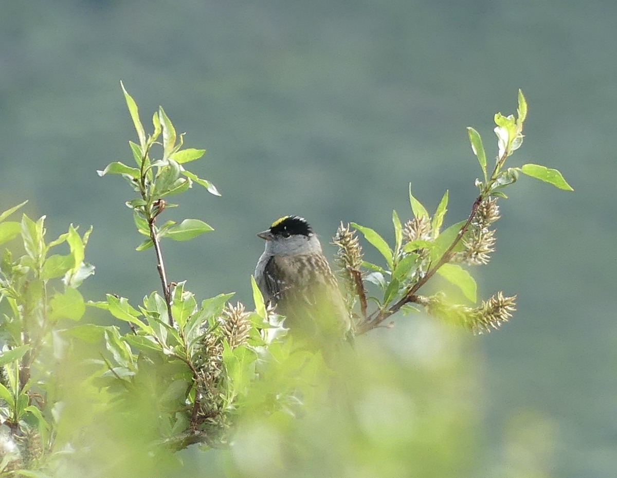 Golden-crowned Sparrow - ML589332911