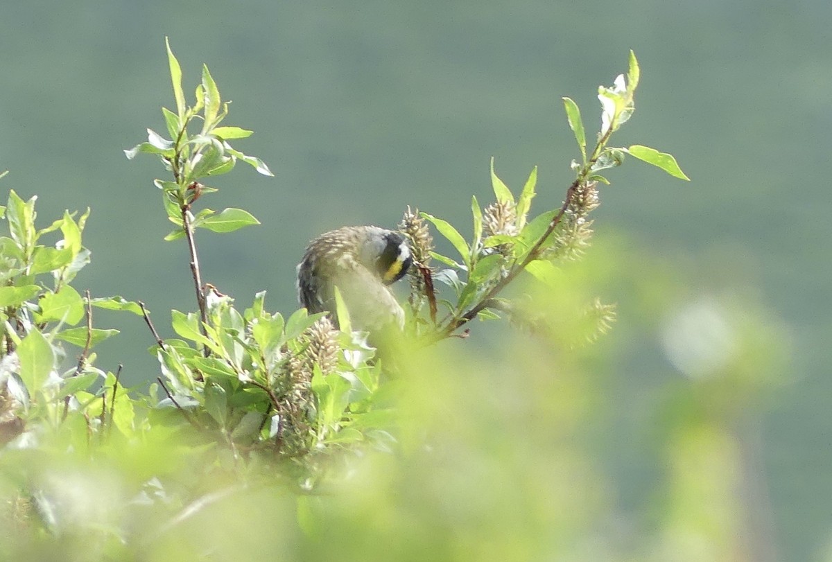 Golden-crowned Sparrow - ML589332961