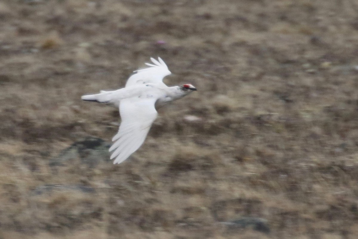 Rock Ptarmigan - ML589333871