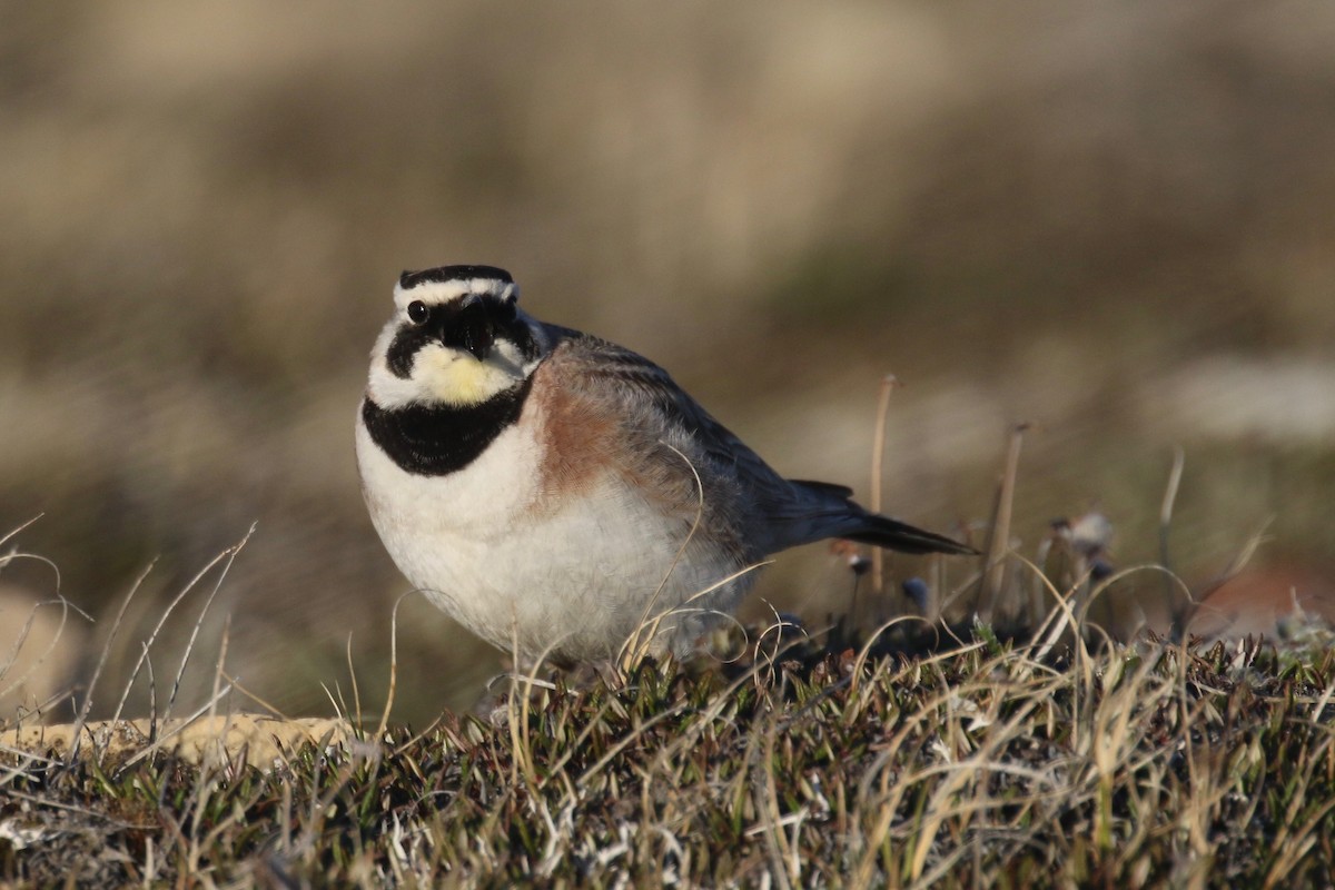 Horned Lark - ML589334121