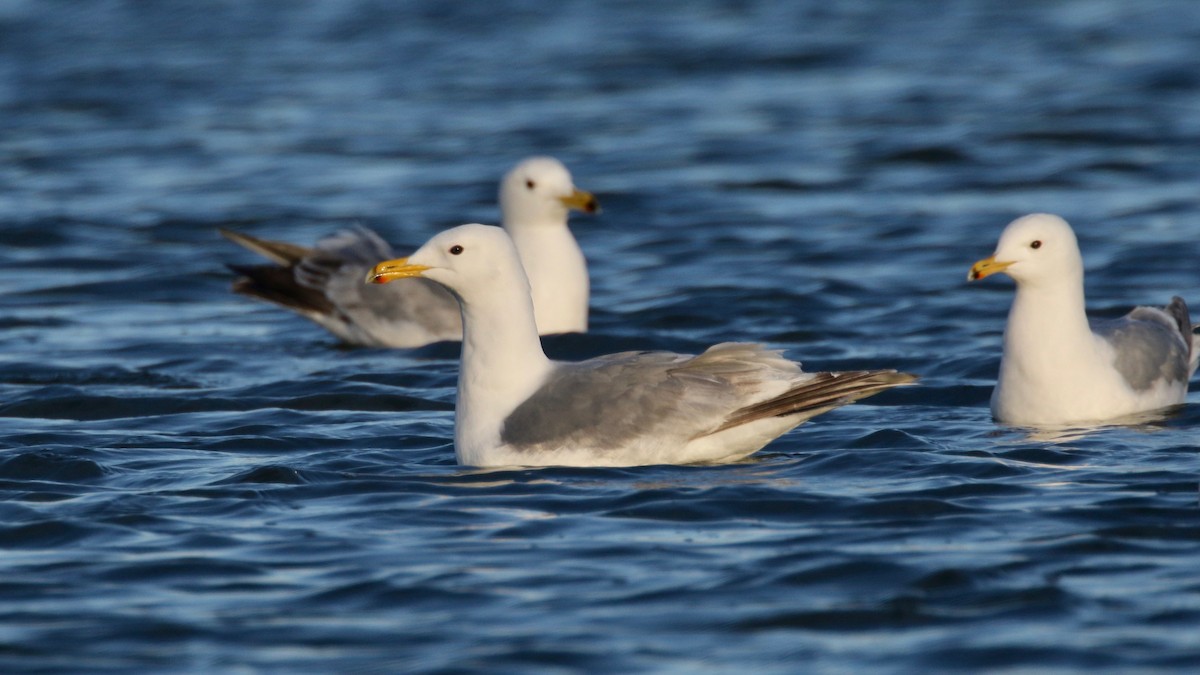 Iceland Gull (Thayer's) - ML589334421