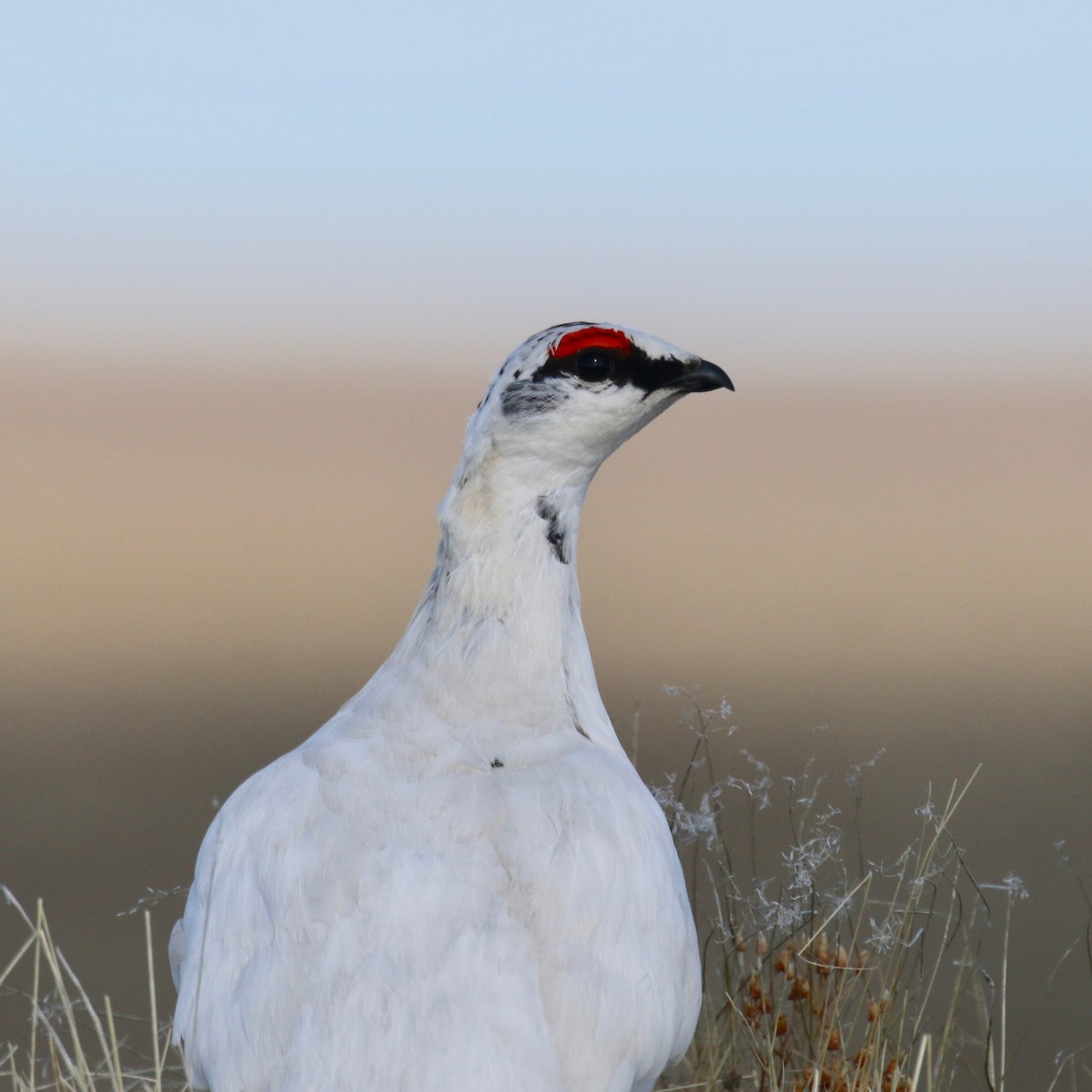 Rock Ptarmigan - ML589334651