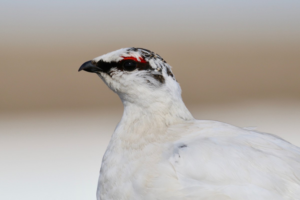 Rock Ptarmigan - ML589334661