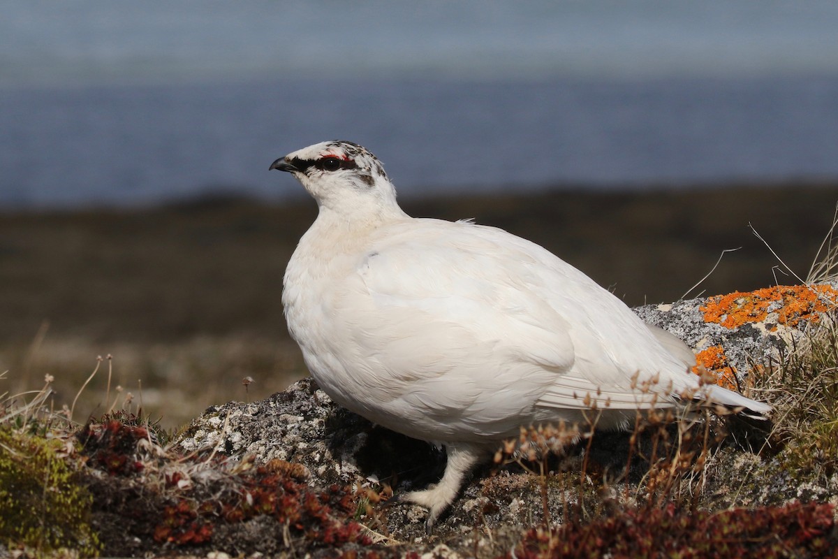 Rock Ptarmigan - ML589334681