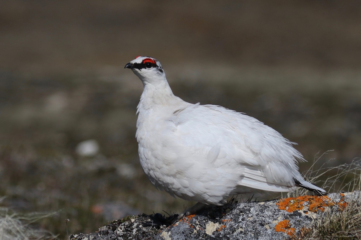 Rock Ptarmigan - ML589334691