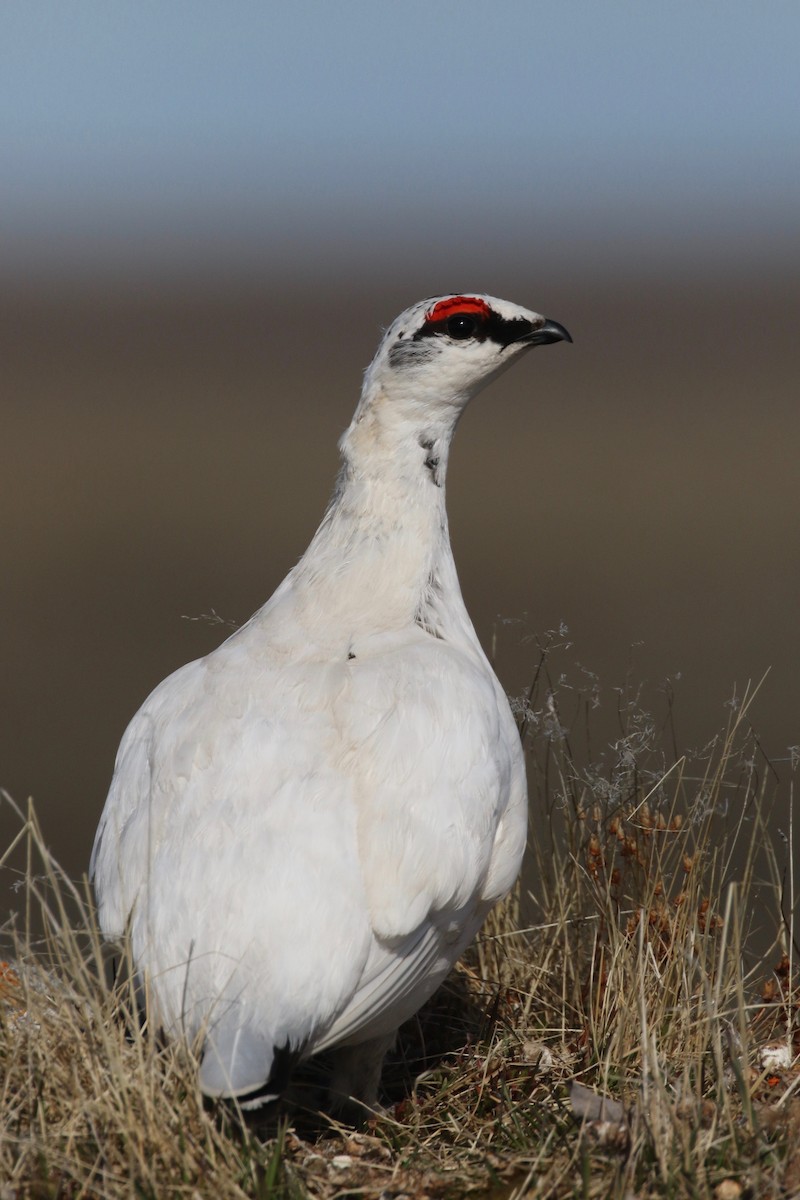 Alpenschneehuhn - ML589334701