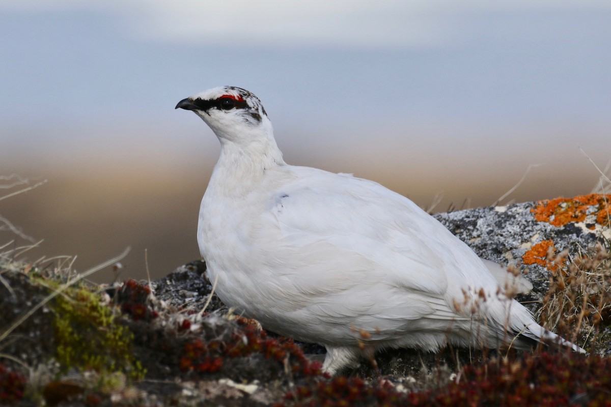 Rock Ptarmigan - ML589334711