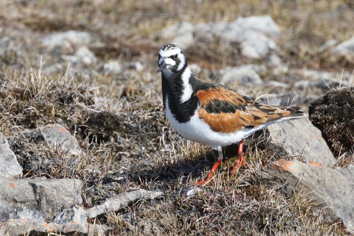 Ruddy Turnstone - ML589334911