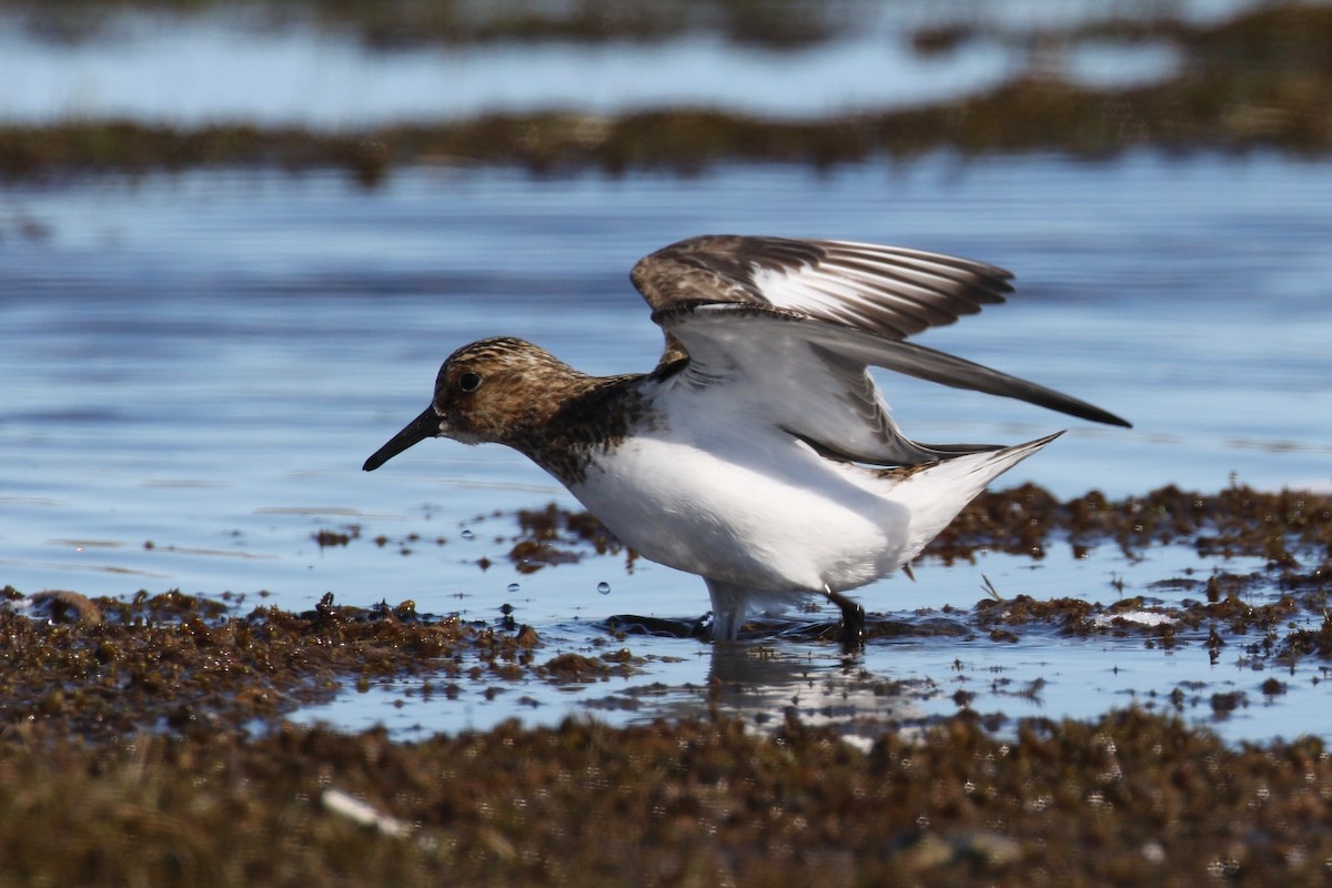 Bécasseau sanderling - ML589334941