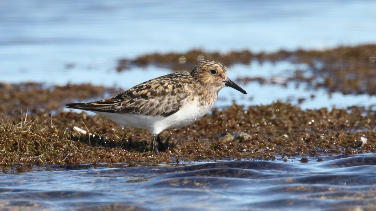 Bécasseau sanderling - ML589334961