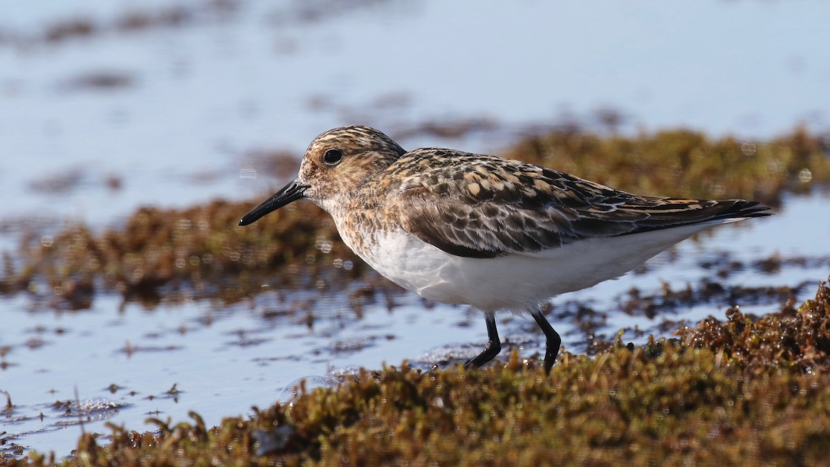 Bécasseau sanderling - ML589334981