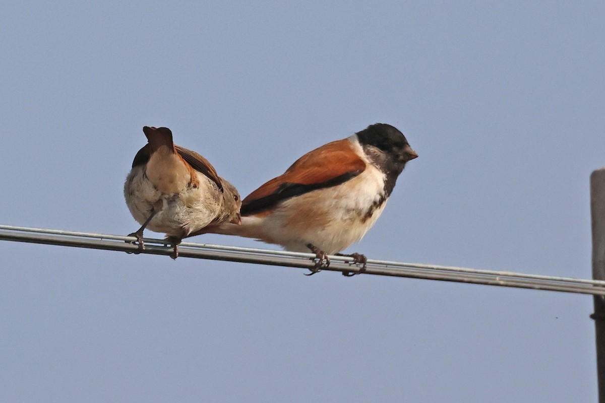 Black-headed Canary - ML589335091