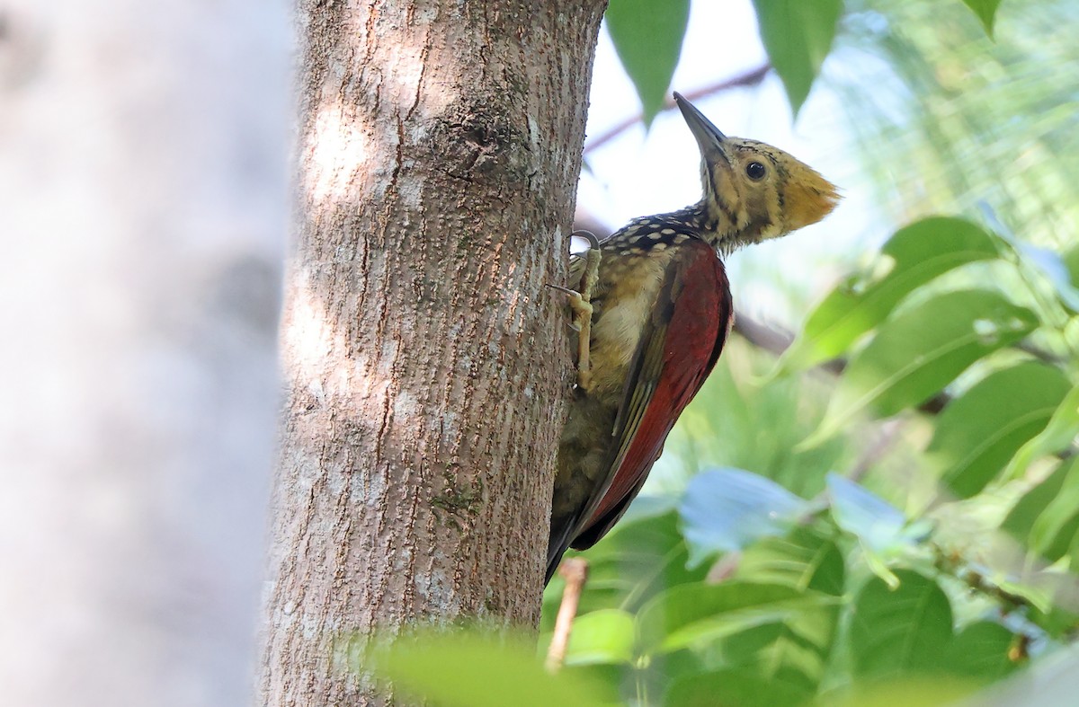 Yellow-faced Flameback - Robert Hutchinson