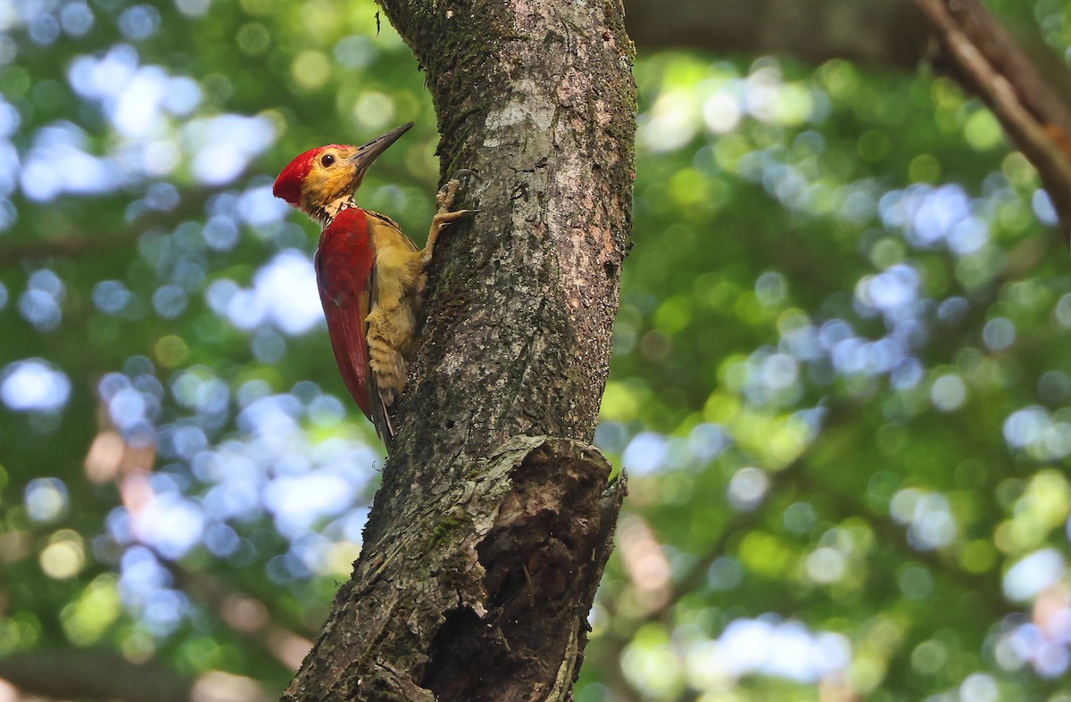 Yellow-faced Flameback - Robert Hutchinson