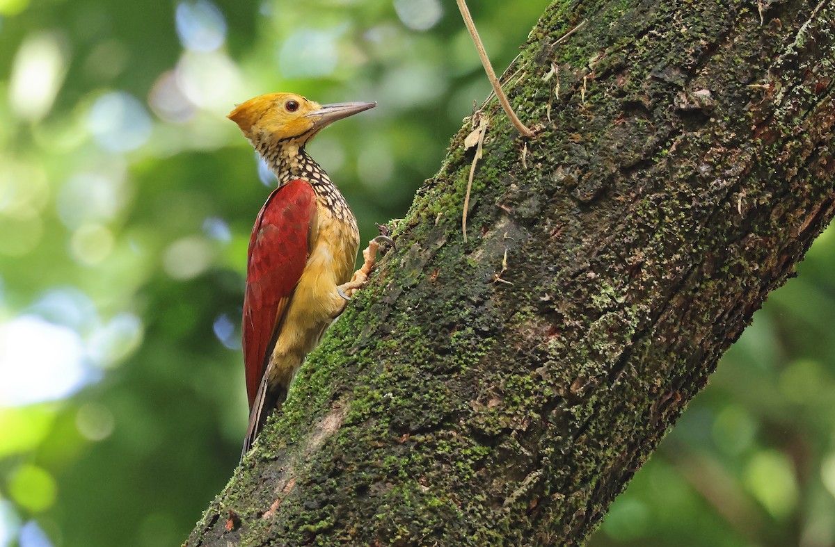 Yellow-faced Flameback - Robert Hutchinson