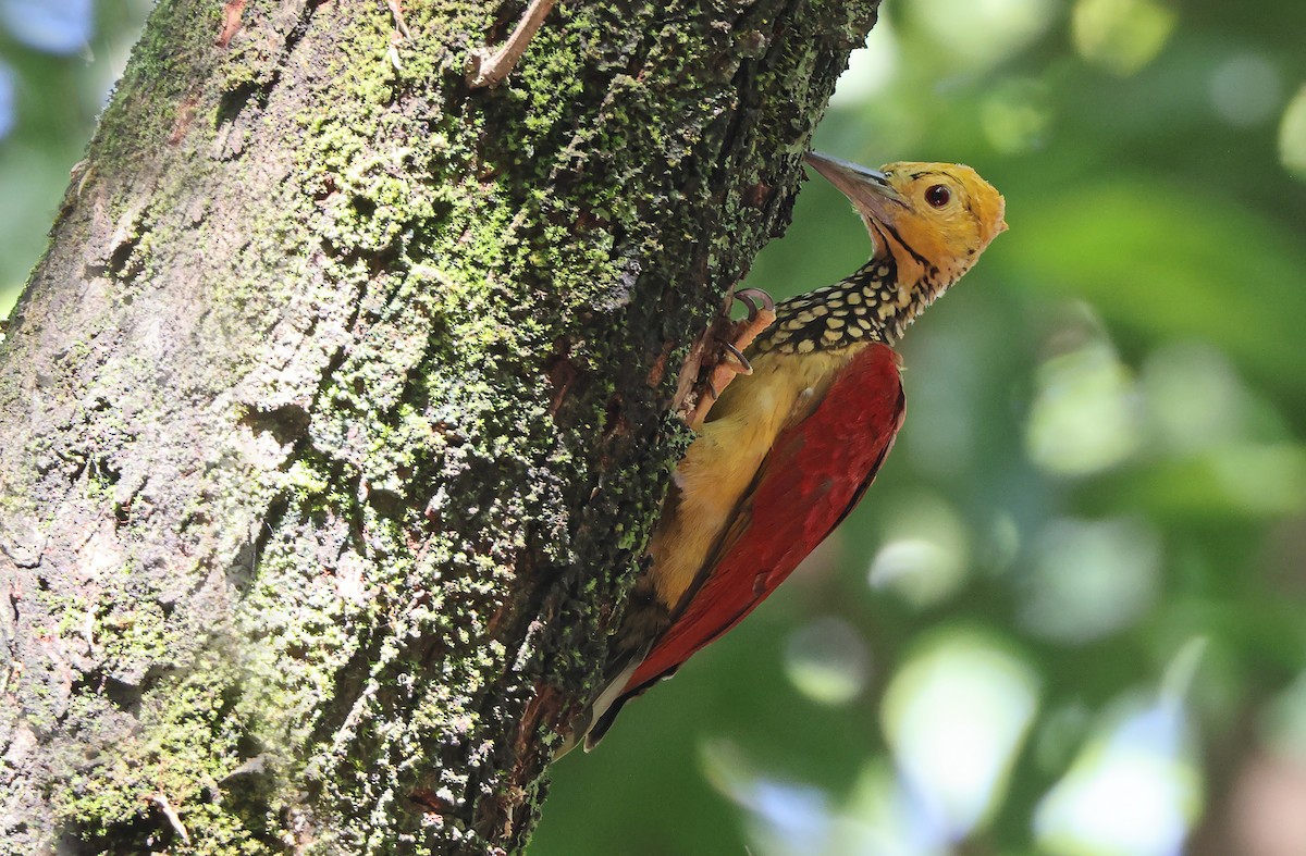 Yellow-faced Flameback - Robert Hutchinson