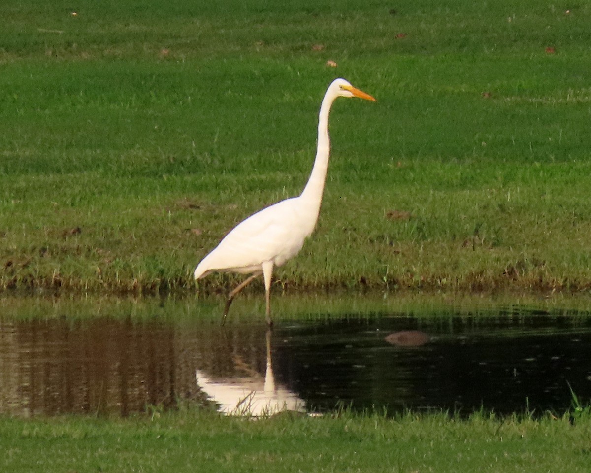 Great Egret - ML589336821