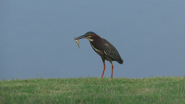 Green Heron - ML589336911