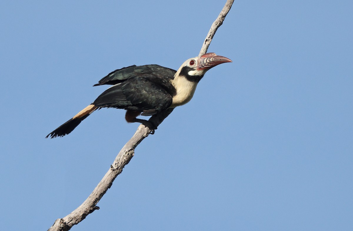 Visayan Hornbill - ML589337261